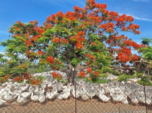 嘉義鳳凰花季懶人包!今年初夏5大必訪火紅景點帶你走透透!