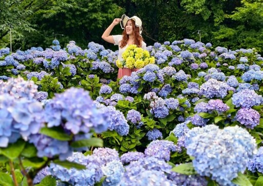端午就衝竹子湖!仿古烏篷船x繡球花海 「花與樹」美翻今夏