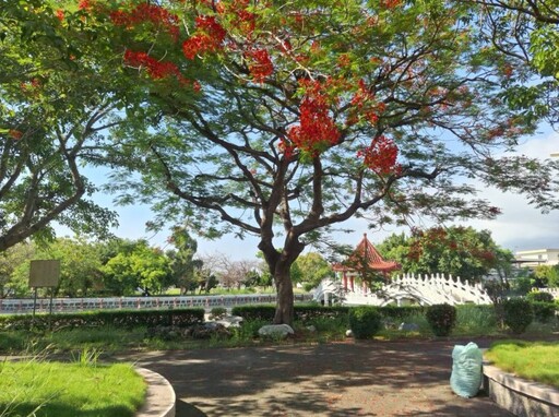 鳳凰花開城隍前!中寮安溪廟宇風景美如畫 紅花入鏡白橋入詩