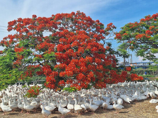 嘉義療癒系鳳凰花景點!火紅花海+可愛白鵝 美景正當時!