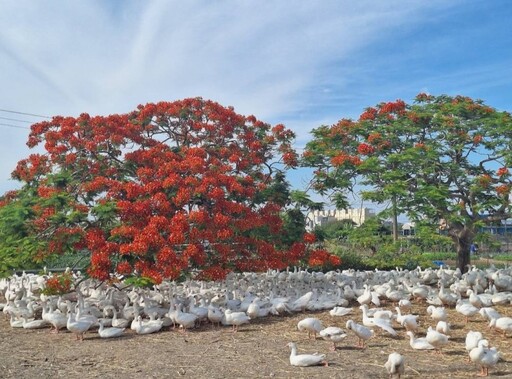 嘉義療癒系鳳凰花景點!火紅花海+可愛白鵝 美景正當時!