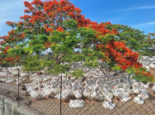 嘉義療癒系鳳凰花景點!火紅花海+可愛白鵝 美景正當時!