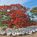 嘉義療癒系鳳凰花景點！火紅花海＋可愛白鵝 美景正當時！
