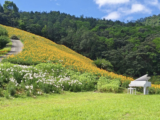 台東金黃魔毯現蹤!療癒系金黃山坡 滿版金針花海彷如仙境