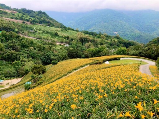 台東金黃魔毯現蹤!療癒系金黃山坡 滿版金針花海彷如仙境