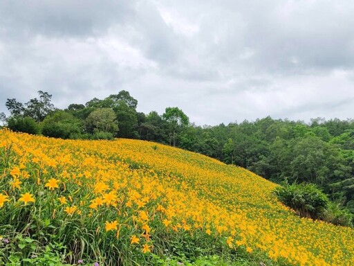 台東金黃魔毯現蹤!療癒系金黃山坡 滿版金針花海彷如仙境