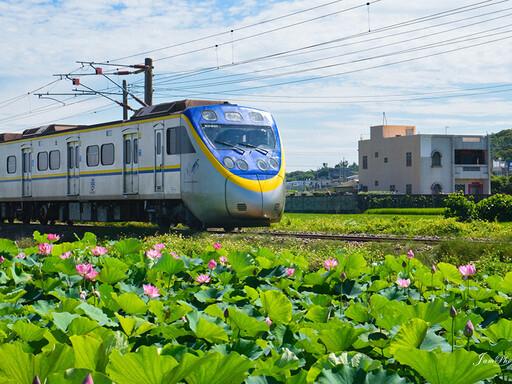 苗栗夢幻秘境!通霄荷花鐵道旋風再起 列車穿越花海超唯美