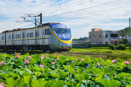 苗栗夢幻秘境!通霄荷花鐵道旋風再起 列車穿越花海超唯美