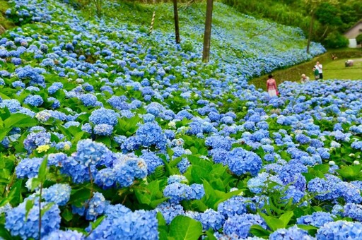 東北部必追花海TOP1!隱身北宜公路仙境 滿坡藍紫花浪美炸!