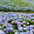 東北部必追花海TOP1！隱身北宜公路仙境 滿坡藍紫花浪美炸！