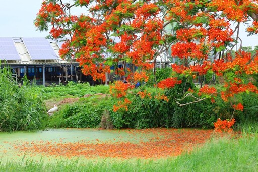 台南最詩意的夏季畫面!後壁田野