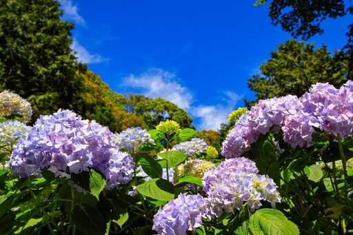 南投杉林溪繡球花季來了!森林系浪漫登場 藍紫山谷超夢幻