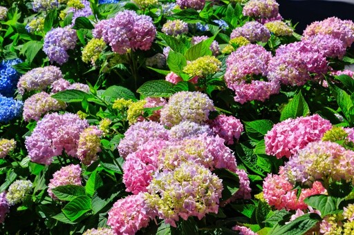 南投杉林溪繡球花季來了!森林系浪漫登場 藍紫山谷超夢幻