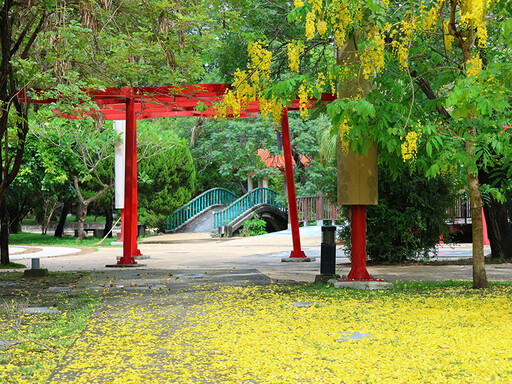 嘉義親子賞花好去處!新港公園阿勃勒花開 金雨鋪地花串高懸