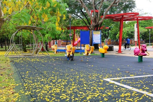 嘉義親子賞花好去處!新港公園阿勃勒花開 金雨鋪地花串高懸