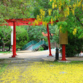 嘉義親子賞花好去處！新港公園阿勃勒花開 金雨鋪地花串高懸
