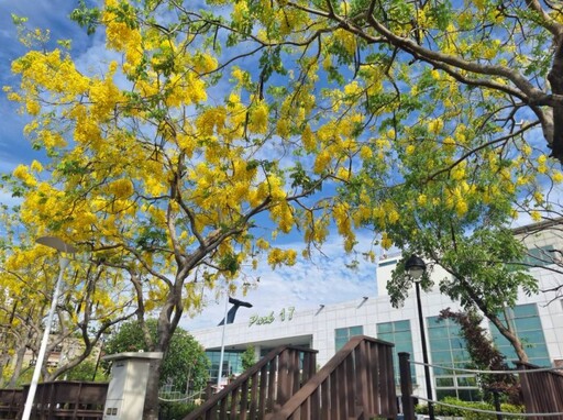 台南金黃花雨盛宴登場!南科Park17商場阿勃勒木棧如詩如畫