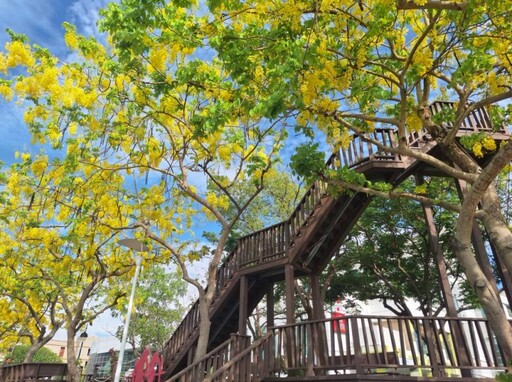 台南金黃花雨盛宴登場!南科Park17商場阿勃勒木棧如詩如畫