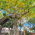 台南金黃花雨盛宴登場！南科Park17商場阿勃勒木棧如詩如畫