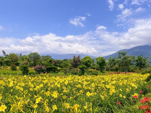 花蓮免門票賞花秘境!平地金針花海 夏日療癒風景閃耀登場!