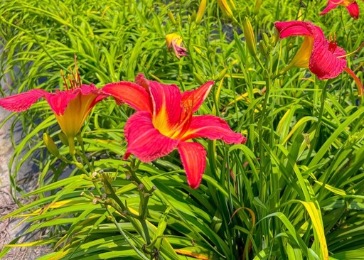 花蓮免門票賞花秘境!平地金針花海 夏日療癒風景閃耀登場!