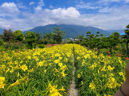花蓮免門票賞花秘境!平地金針花海 夏日療癒風景閃耀登場!