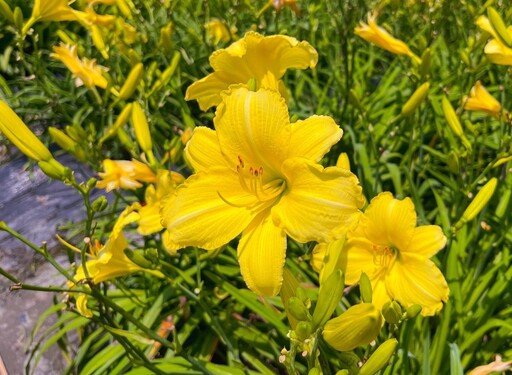 花蓮免門票賞花秘境!平地金針花海 夏日療癒風景閃耀登場!