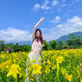 花蓮免門票賞花秘境！平地金針花海 夏日療癒風景閃耀登場！