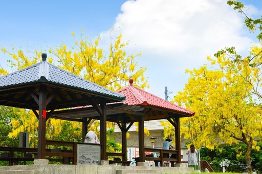 台中絕美阿勃勒花景再+1!「旱溪媽祖公園」黃金雨悄悄降臨