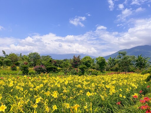2025金針花季全台巡禮!八大人氣景點一次打包 追花客必收!