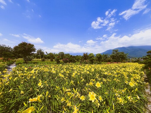 2025金針花季全台巡禮!八大人氣景點一次打包 追花客必收!
