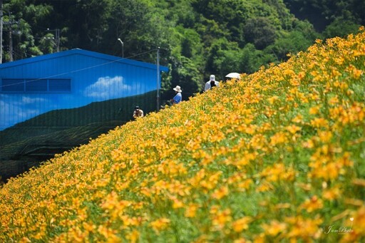 2025金針花季全台巡禮!八大人氣景點一次打包 追花客必收!