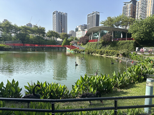 台中黑天鵝跨城搬家!跨市照養超有愛 生態城市新篇章!