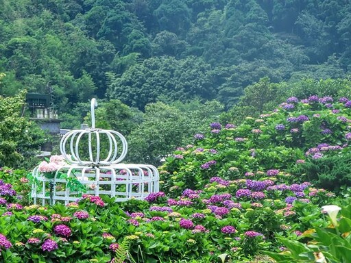 2025北台灣賞繡球去！7大網美必拍夢幻花海 本篇帶你看透透