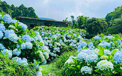 2025北台灣賞繡球去！7大網美必拍夢幻花海 本篇帶你看透透