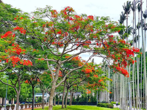 台北士林官邸鳳凰花盛開!紅花綠樹交織夢幻椰林大道!