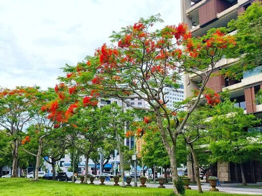 台北士林官邸鳳凰花盛開!紅花綠樹交織夢幻椰林大道!