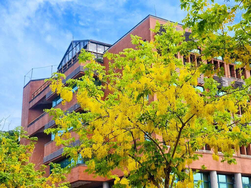 花雨漫灑台北城!自來水事業處阿勃勒花開 金黃花廊正當時!