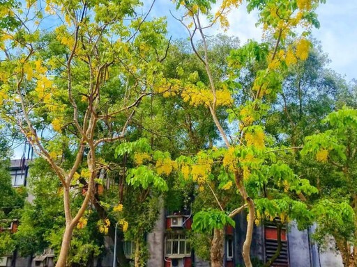 花雨漫灑台北城!自來水事業處阿勃勒花開 金黃花廊正當時!