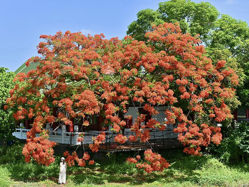 宛如古風詩畫!高雄蓮池潭孔廟旁鳳凰木開出盛夏絕景!
