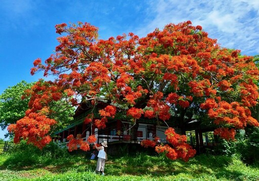 宛如古風詩畫!高雄蓮池潭孔廟旁鳳凰木開出盛夏絕景!