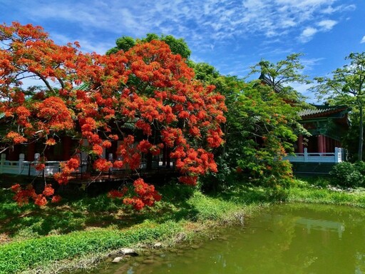 宛如古風詩畫!高雄蓮池潭孔廟旁鳳凰木開出盛夏絕景!