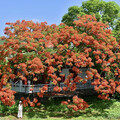 宛如古風詩畫！高雄蓮池潭孔廟旁鳳凰木開出盛夏絕景！