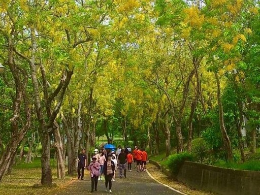 台南虎頭埤灑落金色花雨!花海x運動x野餐 好玩又健康!