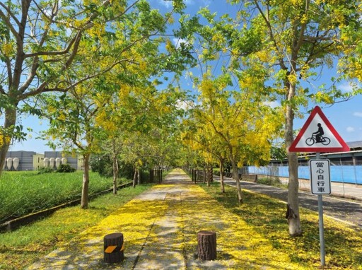 台南金黃秘境曝光!後壁花雨漫天 快揪伴騎進燦爛時光隧道