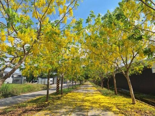 台南金黃秘境曝光!後壁花雨漫天 快揪伴騎進燦爛時光隧道