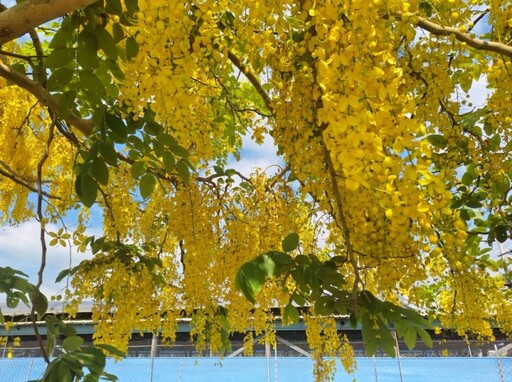 台南金黃秘境曝光!後壁花雨漫天 快揪伴騎進燦爛時光隧道