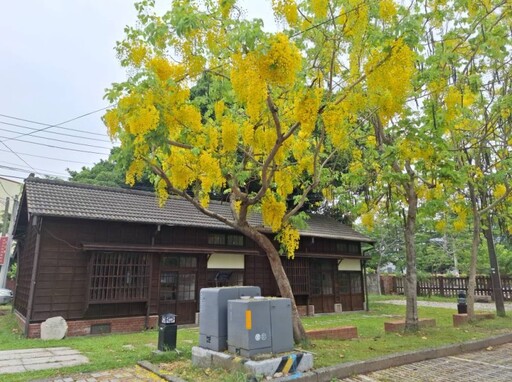 台鐵大林站阿勃勒盛開!日式宿舍區初夏金黃浪潮來襲!