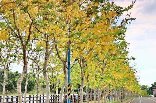 嘉義最長黃金雨花廊!環湖路化身夢幻夏日黃金隧道!