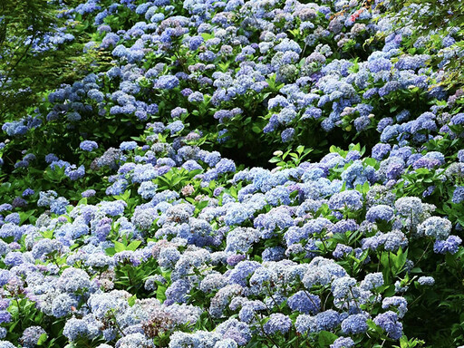 台中新社繡球花秘境!仰拍夢幻山坡花海 繽紛繡球浪漫勝放中